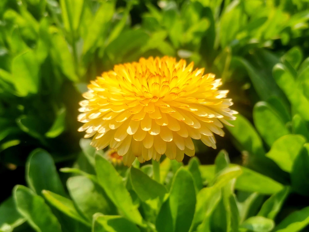500 Yellow Marigold Calendula Officinalis Flower Seeds - Outdoor Annual - Image 10
