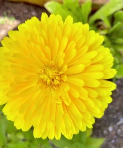 500 Yellow Marigold Calendula Officinalis Flower Seeds - Outdoor Annual - Image 11