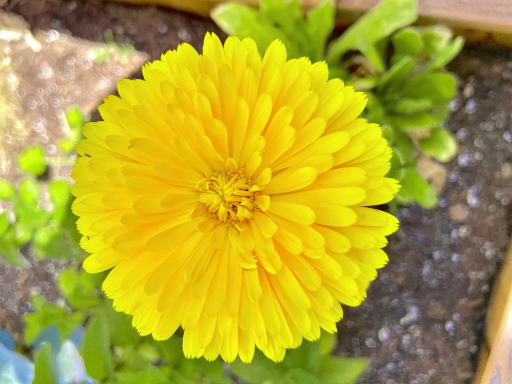 500 Yellow Marigold Calendula Officinalis Flower Seeds - Outdoor Annual - Image 11