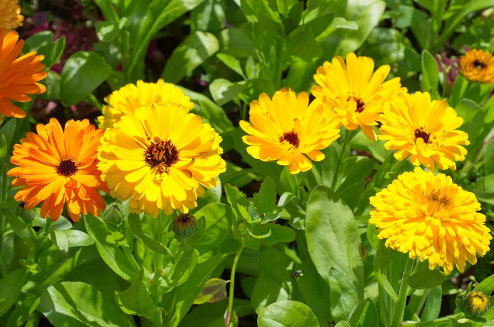 500 Yellow Marigold Calendula Officinalis Flower Seeds - Outdoor Annual - Image 2
