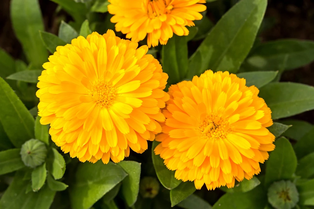 500 Yellow Marigold Calendula Officinalis Flower Seeds - Outdoor Annual - Image 4