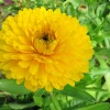500 Yellow Marigold Calendula Officinalis Flower Seeds - Outdoor Annual - Image 1