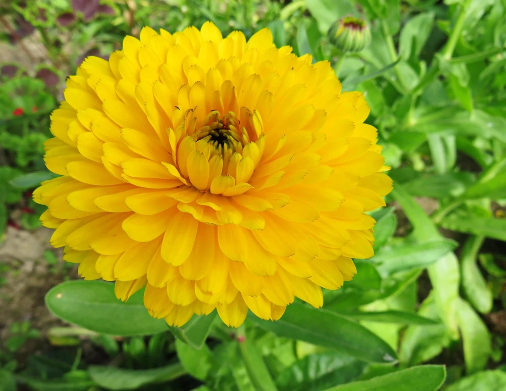 500 Yellow Marigold Calendula Officinalis Flower Seeds - Outdoor Annual - Image 1