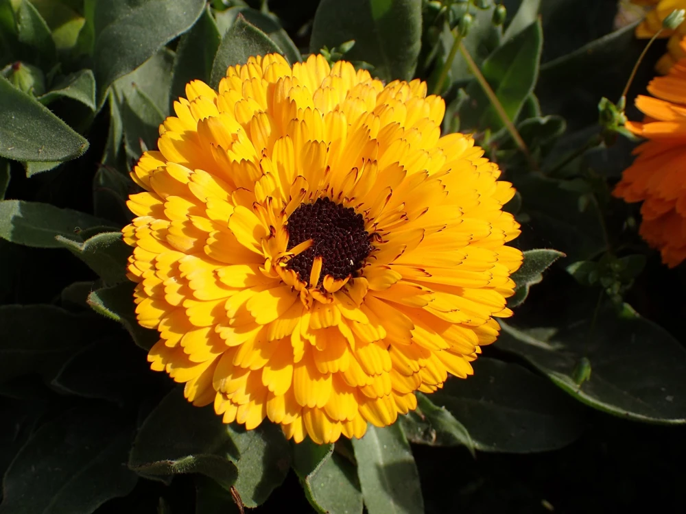 500 Yellow Marigold Calendula Officinalis Flower Seeds - Outdoor Annual - Image 5