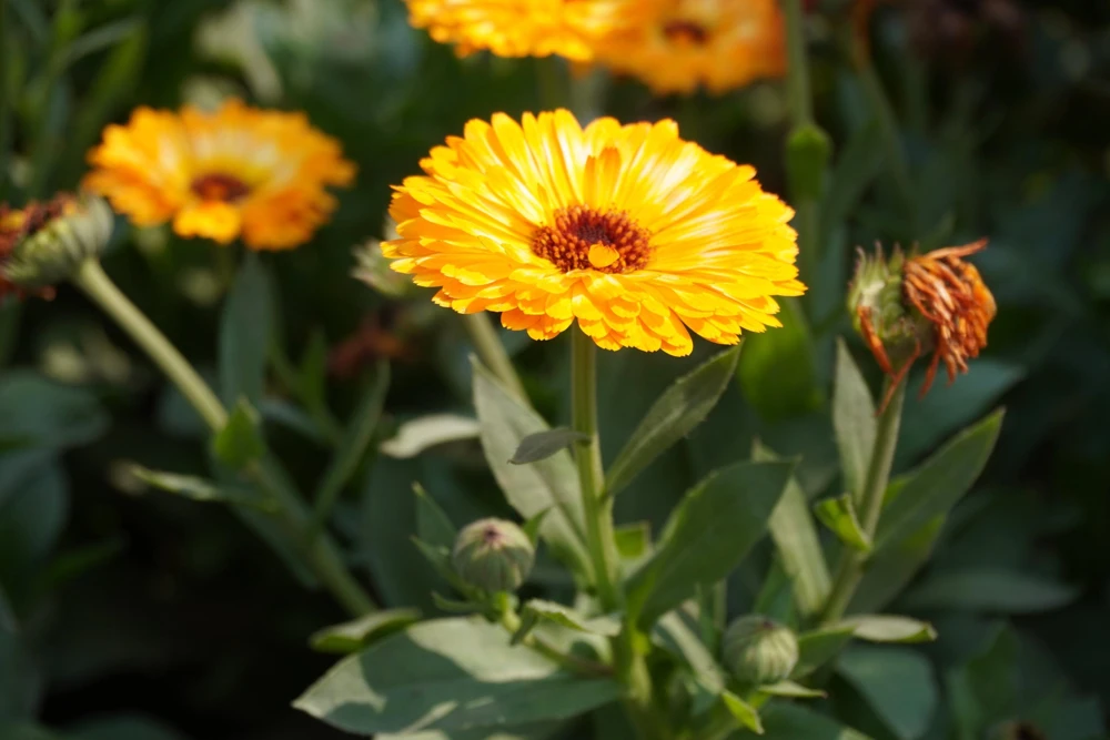 500 Yellow Marigold Calendula Officinalis Flower Seeds - Outdoor Annual - Image 6