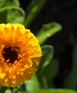500 Yellow Marigold Calendula Officinalis Flower Seeds - Outdoor Annual - Image 7