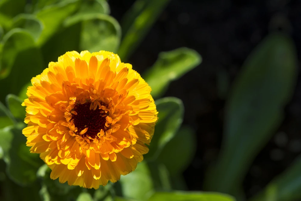 500 Yellow Marigold Calendula Officinalis Flower Seeds - Outdoor Annual - Image 7