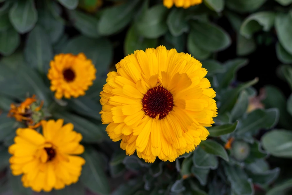 500 Yellow Marigold Calendula Officinalis Flower Seeds - Outdoor Annual - Image 8