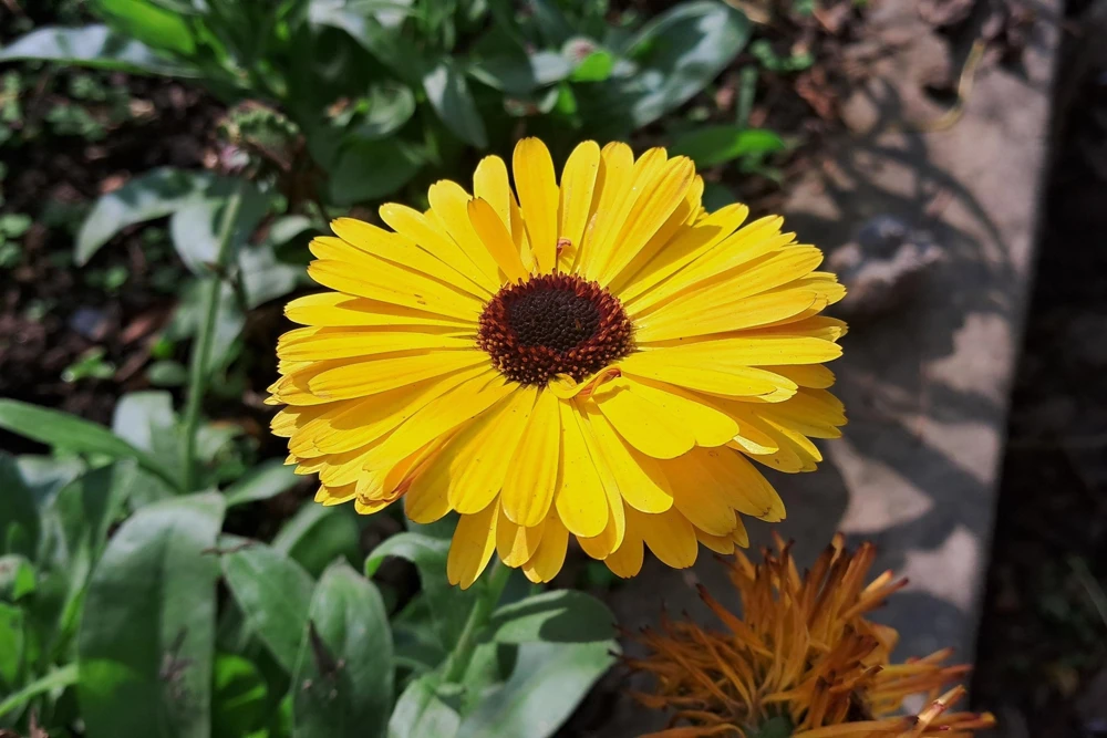 500 Yellow Marigold Calendula Officinalis Flower Seeds - Outdoor Annual - Image 9