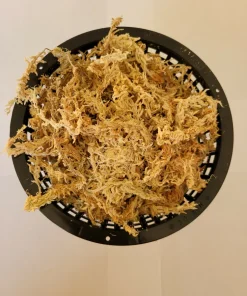 6 Inch Net Pot with New Zealand Sphagnum Moss – Carnivorous Plant Accessory - Image 1