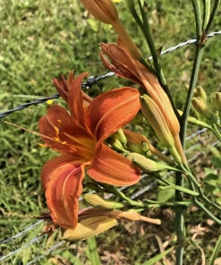 6 Orange Daylily Fans - Hemerocallis Bare Root Perennial Plant Outdoor - Image 2