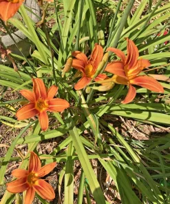 6 Orange Daylily Fans - Hemerocallis Bare Root Perennial Plant Outdoor - Image 3