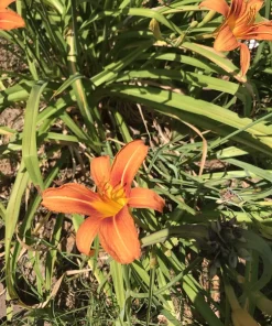 6 Orange Daylily Fans - Hemerocallis Bare Root Perennial Plant Outdoor - Image 4