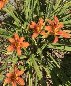 6 Orange Daylily Fans - Hemerocallis Bare Root Perennial Plant Outdoor - Image 5
