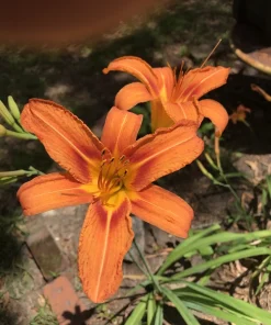 6 Orange Daylily Fans - Hemerocallis Bare Root Perennial Plant Outdoor - Image 7