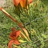 6 Orange Daylily Fans - Hemerocallis Bare Root Perennial Plant Outdoor - Image 1