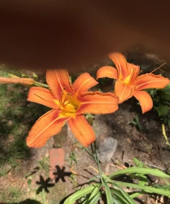 6 Orange Daylily Fans - Hemerocallis Bare Root Perennial Plant Outdoor - Image 8
