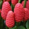 6 Pinecone Ginger Rhizomes - Zingiber zerumbet Bulbs for Indoor/Outdoor Planting - Image 1