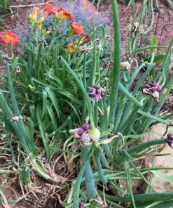 6 Red Egyptian Walking Onion Bulbs for Planting - Topsetting Perennial - Image 2