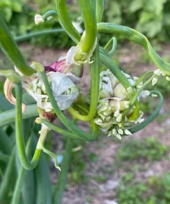 6 Red Egyptian Walking Onion Bulbs for Planting - Topsetting Perennial - Image 4