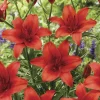6 - RED HIGHLAND Asiatic Lily Live Flower Bulbs BEAUTIFUL & A GREAT POLLINATOR - Image 1