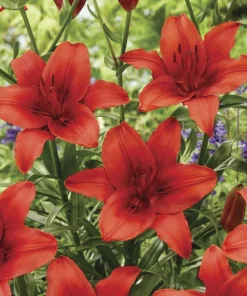 6 - RED HIGHLAND Asiatic Lily Live Flower Bulbs BEAUTIFUL & A GREAT POLLINATOR - Image 1