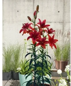 6 - RED HIGHLAND Asiatic Lily Live Flower Bulbs BEAUTIFUL & A GREAT POLLINATOR - Image 3