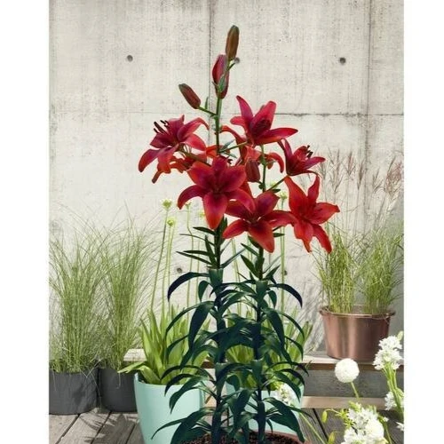 6 - RED HIGHLAND Asiatic Lily Live Flower Bulbs BEAUTIFUL & A GREAT POLLINATOR - Image 3