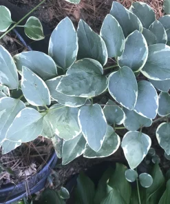 6 Variegated Vinca Minor Live Plants - Creeping Myrtle Ground Cover, 4-8 Inch Bare Root - Image 3