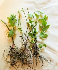 6 Variegated Vinca Minor Live Plants - Creeping Myrtle Ground Cover, 4-8 Inch Bare Root - Image 4