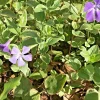 6 Variegated Vinca Minor Live Plants - Creeping Myrtle Ground Cover, 4-8 Inch Bare Root - Image 1