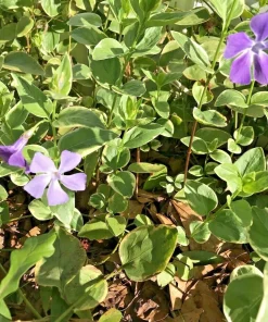 6 Variegated Vinca Minor Live Plants - Creeping Myrtle Ground Cover, 4-8 Inch Bare Root - Image 1