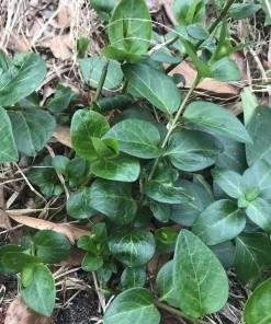 6 Vinca Minor Live Ground Cover Plants, Creeping Myrtle Periwinkle, 4-8 Inch Starter Plants, Bare Root, Outdoor - Image 2