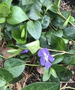6 Vinca Minor Live Ground Cover Plants, Creeping Myrtle Periwinkle, 4-8 Inch Starter Plants, Bare Root, Outdoor - Image 3