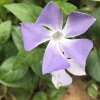 6 Vinca Minor Live Ground Cover Plants, Creeping Myrtle Periwinkle, 4-8 Inch Starter Plants, Bare Root, Outdoor - Image 1