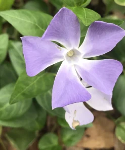 6 Vinca Minor Live Ground Cover Plants, Creeping Myrtle Periwinkle, 4-8 Inch Starter Plants, Bare Root, Outdoor - Image 1