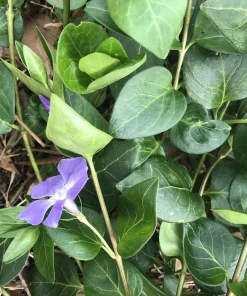 6 Vinca Minor Live Ground Cover Plants, Creeping Myrtle Periwinkle, 4-8 Inch Starter Plants, Bare Root, Outdoor - Image 4