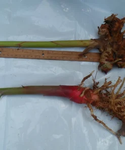 6 White Butterfly Ginger Rhizomes - Hedychium coronarium Live Plants, Fragrant Ginger Lily - Image 2
