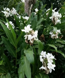 6 White Butterfly Ginger Rhizomes - Hedychium coronarium Live Plants, Fragrant Ginger Lily - Image 1