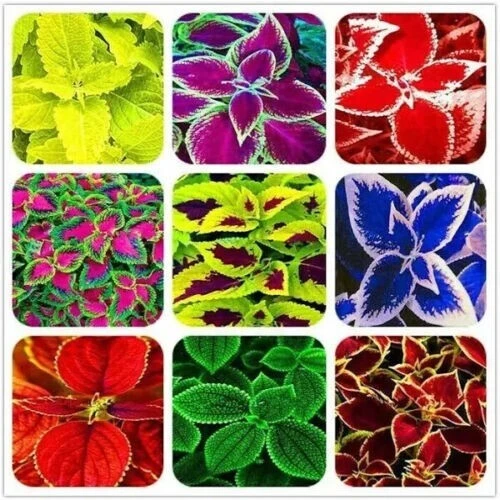 60 Mixed Colors Coleus Seeds - Beautiful Foliage Plant Seeds for Garden - Image 3