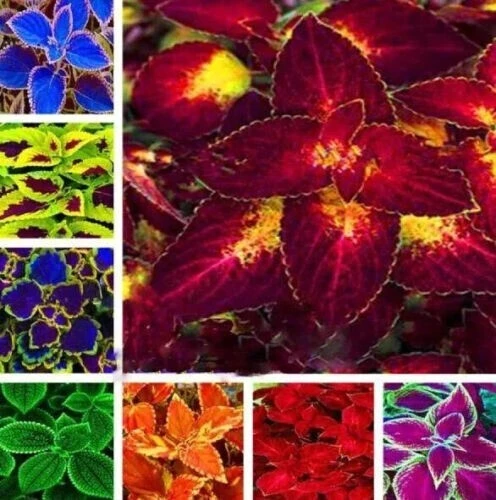 60 Mixed Colors Coleus Seeds - Beautiful Foliage Plant Seeds for Garden - Image 4