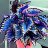 60 Mixed Colors Coleus Seeds – Beautiful Foliage Plant – Easy Grow - Image 1