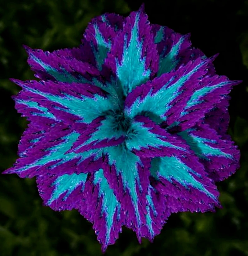 60 Mixed Colors Coleus Seeds - Vibrant Foliage Flower Plant - Image 2