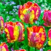 60 Tulip Flower Seeds - Easy to Grow Spring Blooms - Image 1