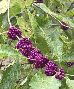 7 American Beautyberry Propagation Cuttings - No Roots, Easy to Root - Image 2