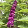 7 American Beautyberry Propagation Cuttings - No Roots, Easy to Root - Image 1