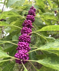 7 American Beautyberry Propagation Cuttings - No Roots, Easy to Root - Image 1