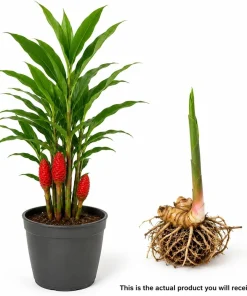 7 Awapuhi Shampoo Ginger Rhizomes - Zingiber Zerumbet Pinecone Roots for Planting - Image 2