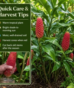 7 Awapuhi Shampoo Ginger Rhizomes - Zingiber Zerumbet Pinecone Roots for Planting - Image 4