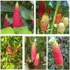 7 Awapuhi Shampoo Ginger Rhizomes - Zingiber Zerumbet Tubers - Image 1